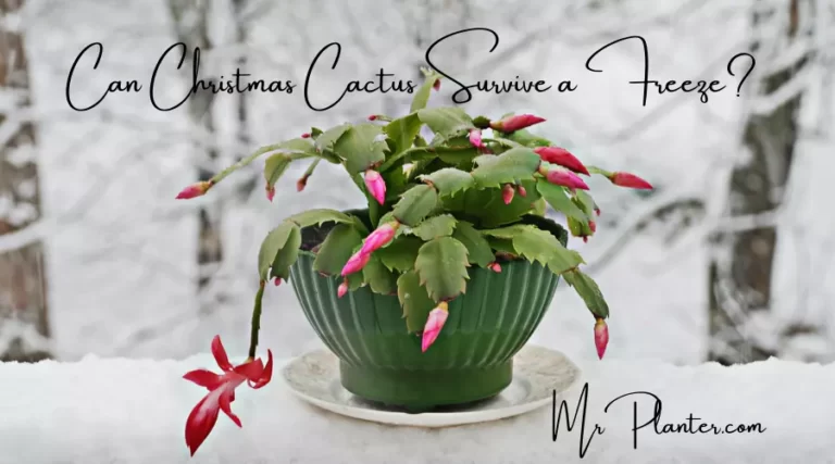 Can Christmas Cactus Survive a Freeze