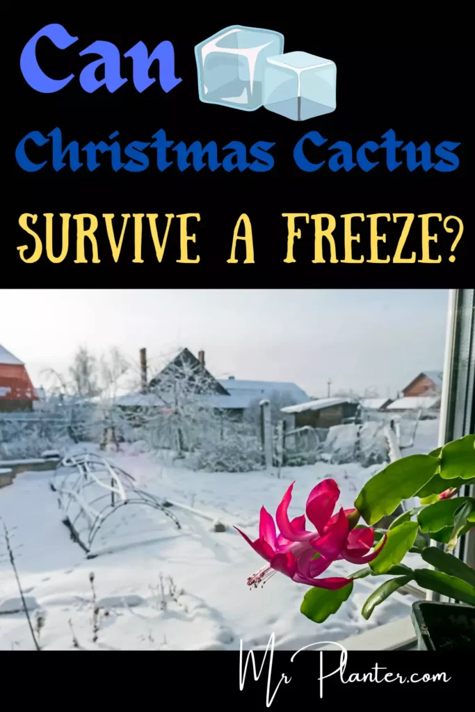 Pin on Can Christmas Cactus Survive a Freeze