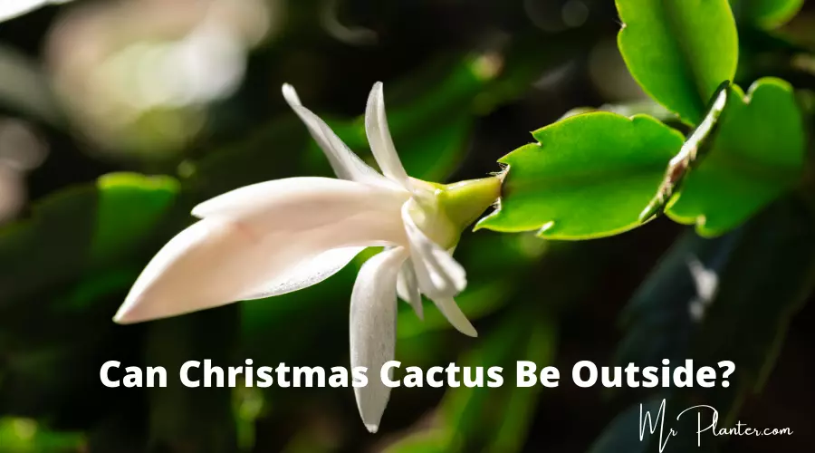 Can Christmas Cactus be Outside?