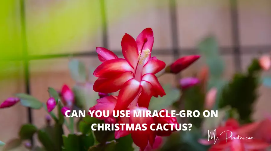 Can You Use Miracle-Gro on Christmas Cactus?
