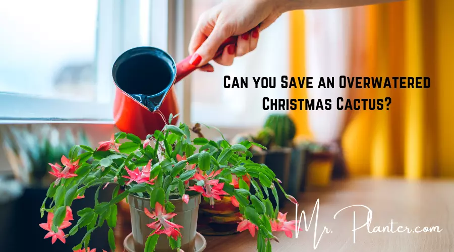 Can you Save an Overwatered Christmas Cactus?