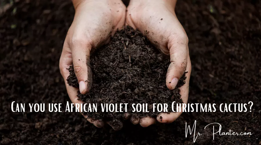 Can you use African violet soil for Christmas Cactus?