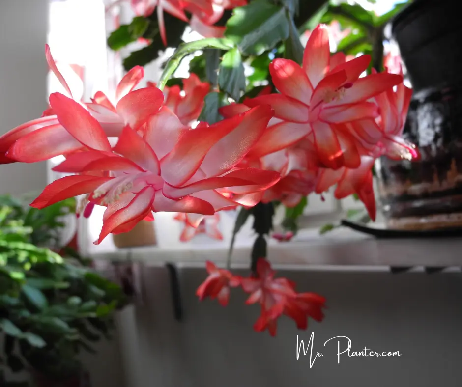 Christmas Cactus Plant