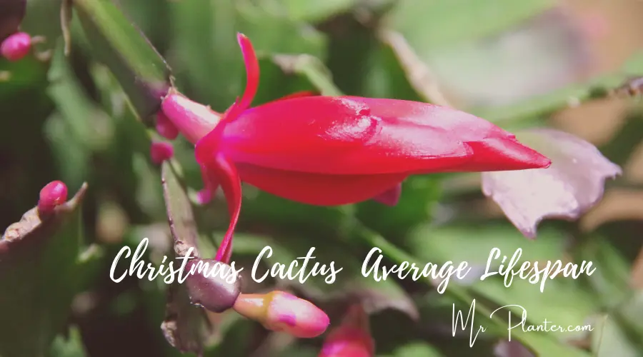 How Long Do Christmas Cacti Live? (Average Lifetime)