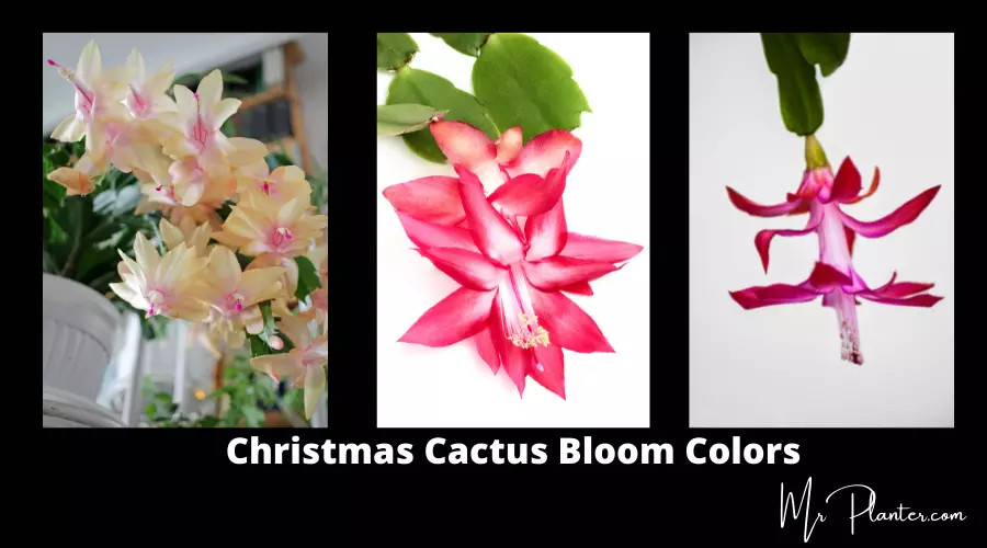 Christmas Cactus Colors