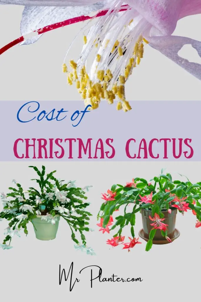 Christmas Cactus Cost