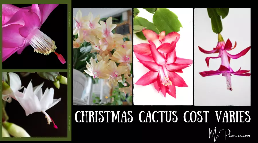Christmas Cactus Cost Varies
