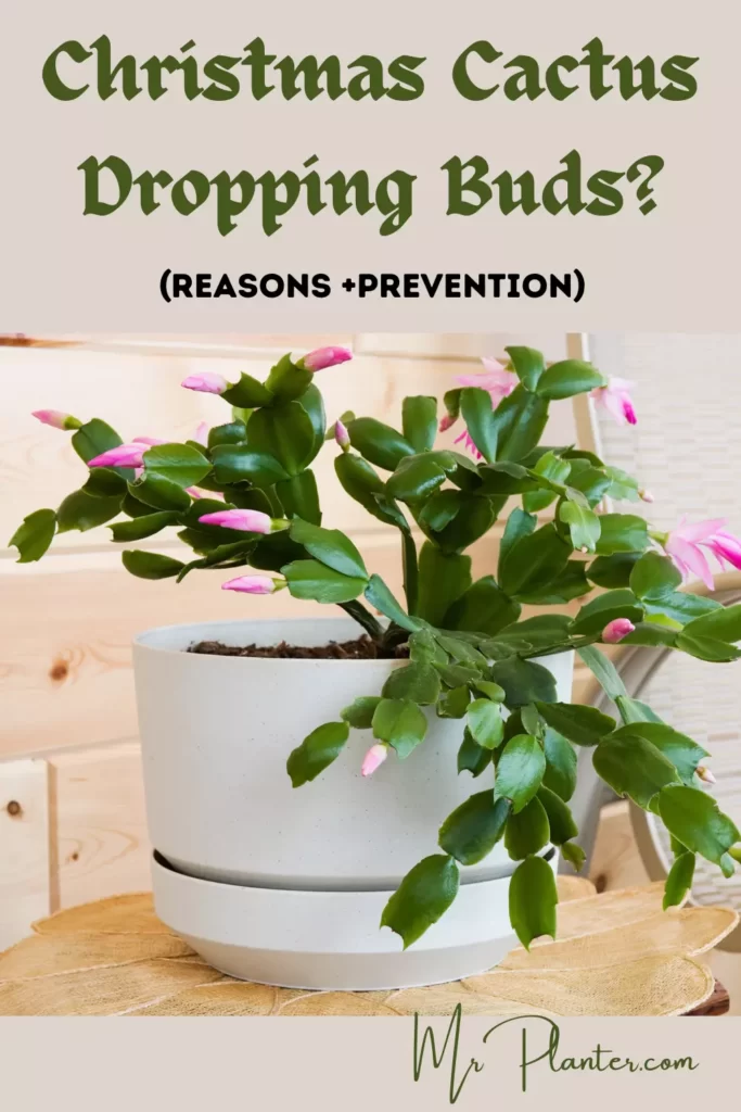 Christmas-Cactus-Dropping-Buds-pin