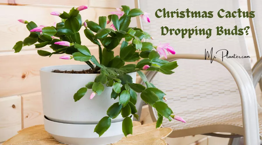 Christmas Cactus Dropping Buds? (Reasons +Prevention)