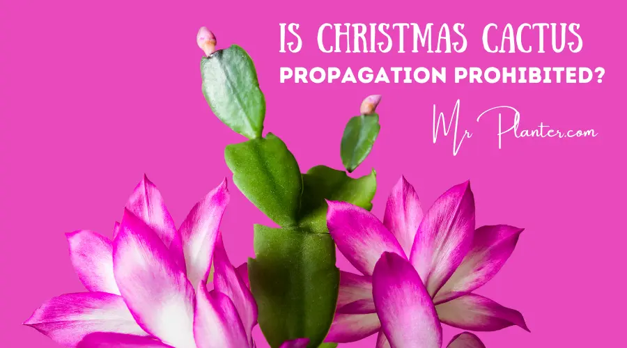 Christmas Cactus Propagation Prohibited