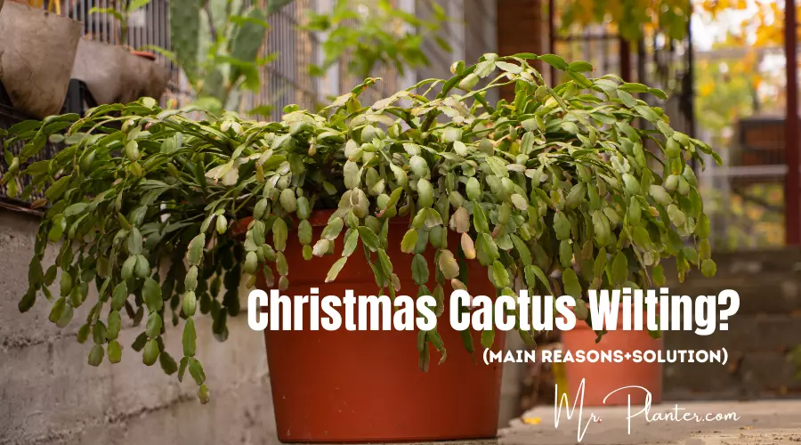 Christmas Cactus Wilting problem and fix