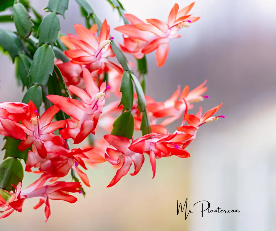 Christmas-Cactus-bloom-last