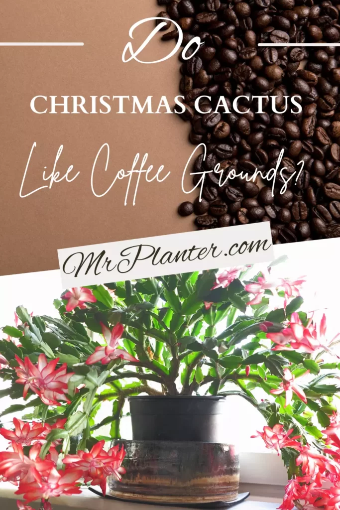 Pin on Do Christmas Cactus Like Coffee Grounds