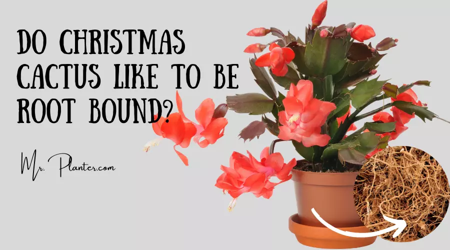 Do Christmas Cactus like to be Rootbound? (ANSWERED!)