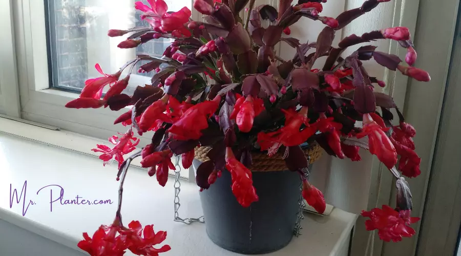 Christmas Cactus Leaves Turning Red or Purple