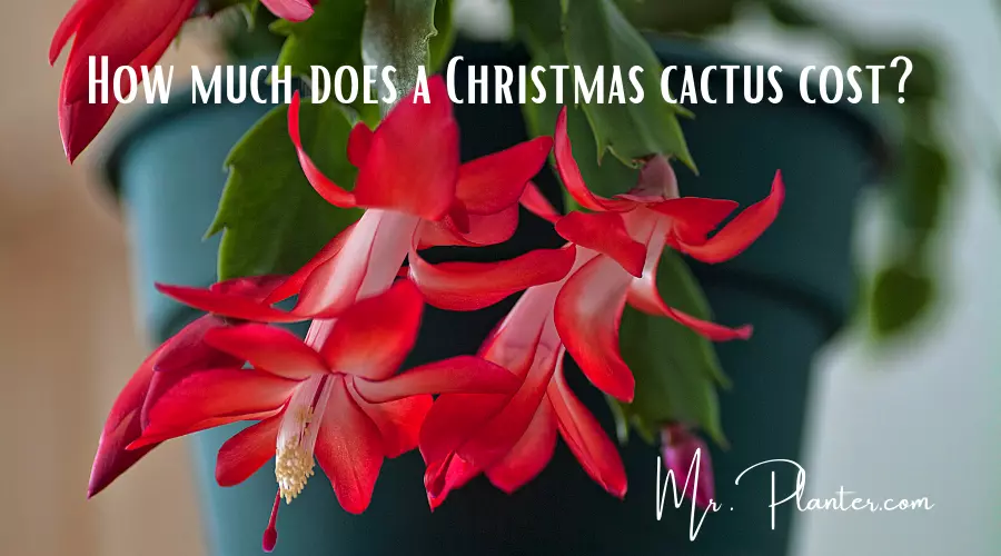 Christmas cactus cost