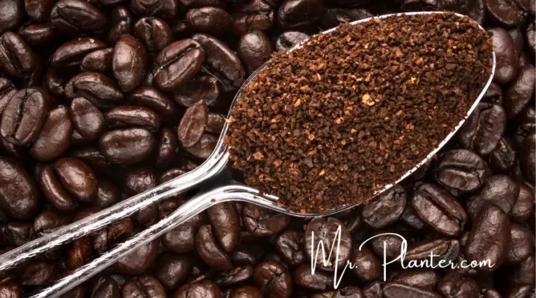 Do Christmas Cactus Like Coffee Grounds