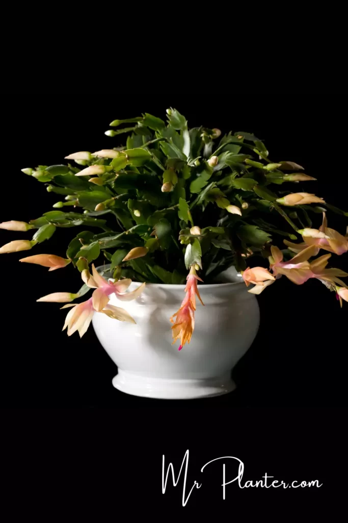 Dark Cycle Christmas Cactus