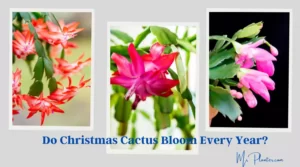 Do Christmas Cactus Bloom Every Year? Do Christmas Cactus Bloom Every Year