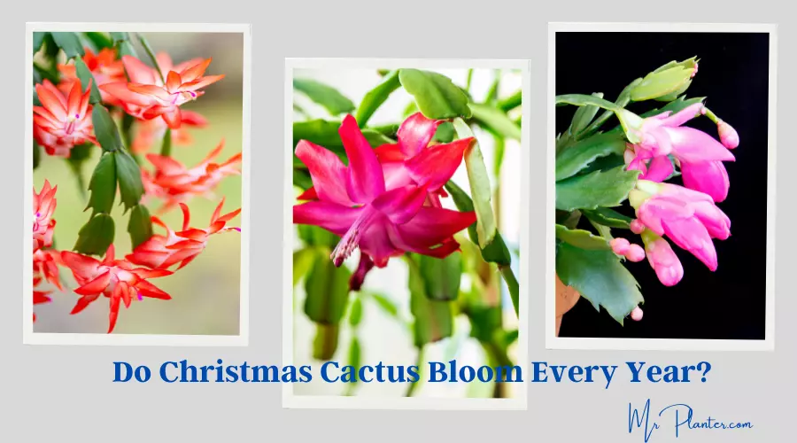 Do Christmas Cactus Bloom Every Year?