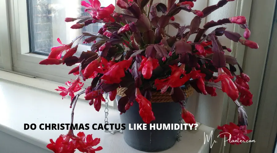 Do Christmas Cactus Like Humidity? Should They Be Misted?