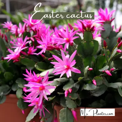 Easter-Cactus