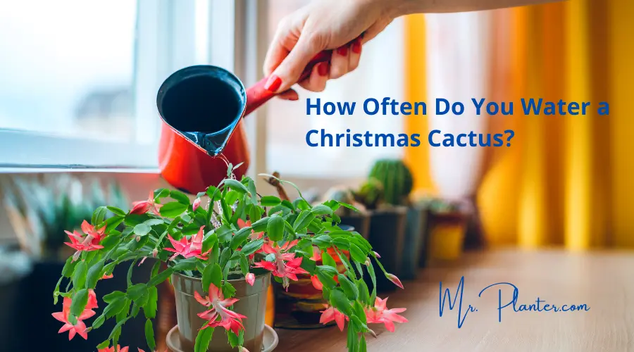 How Often Do You Water a Christmas Cactus?