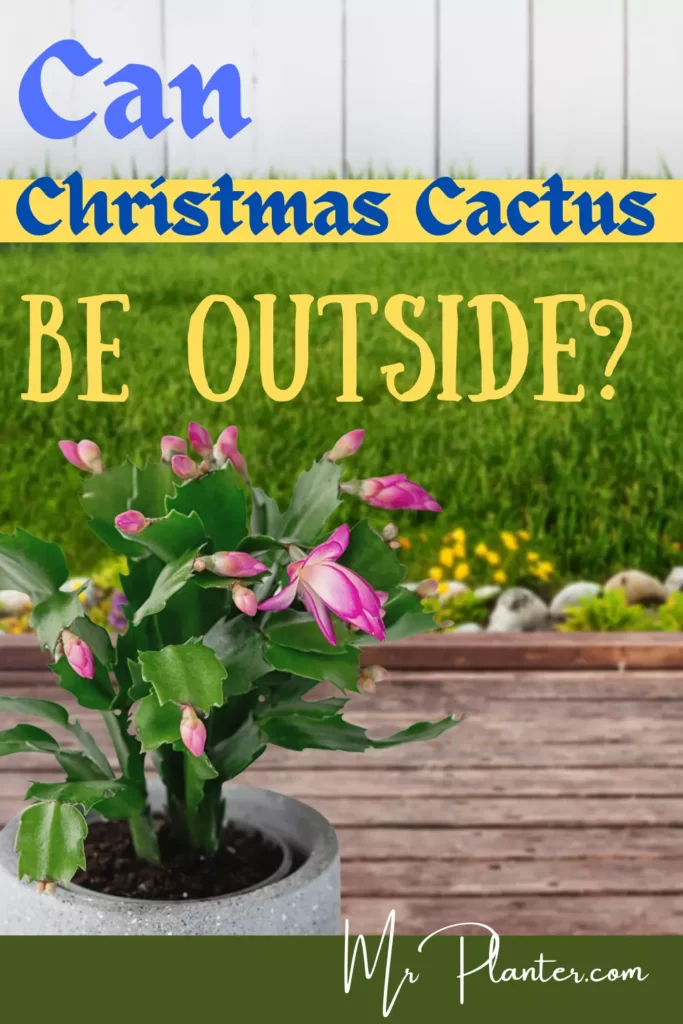 Pin on Can Christmas Cactus be Outside