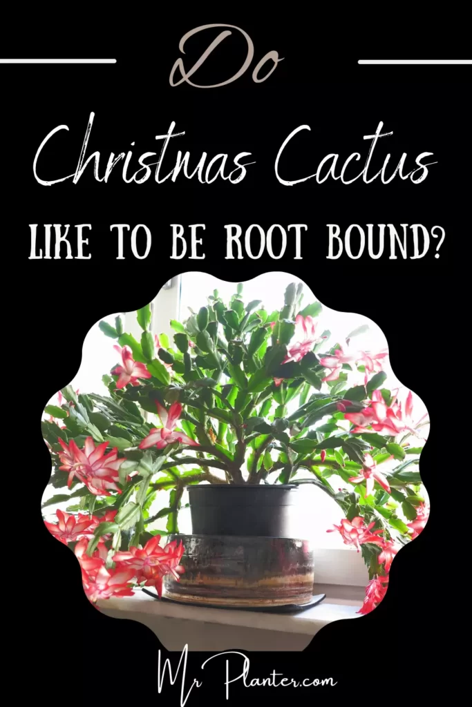 Pin on Do Christmas Cactus like Rootbound