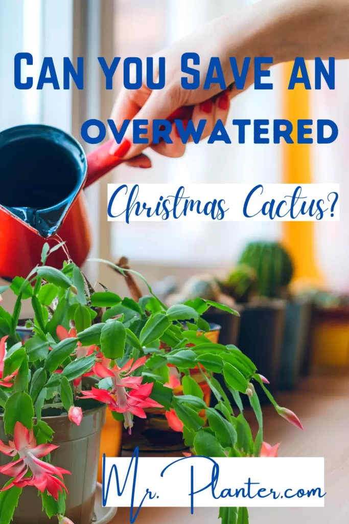Pin on Saving Overwatered Christmas Cactus