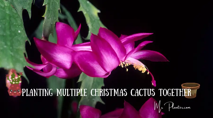 Can You Plant Multiple Christmas Cactus Together?