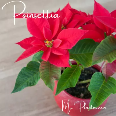 Poinsettia