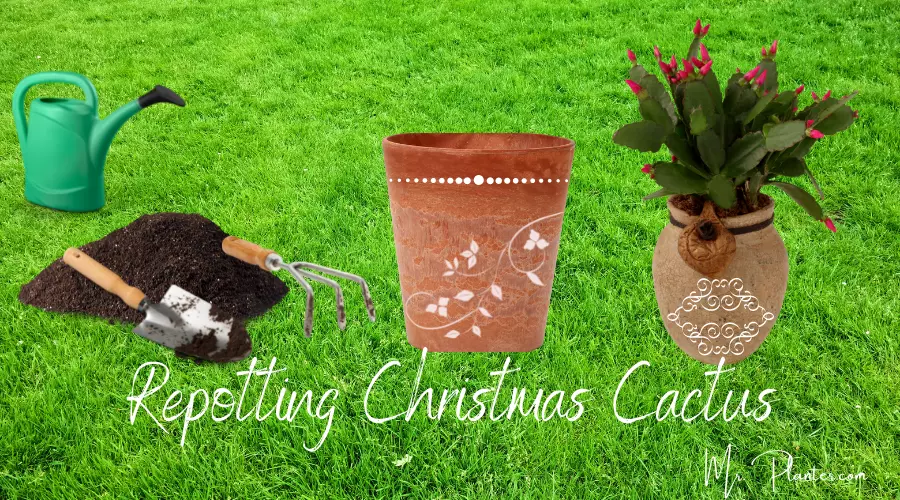 How to Repot a Christmas Cactus