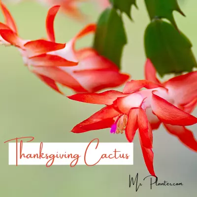 Thanksgiving Cactus