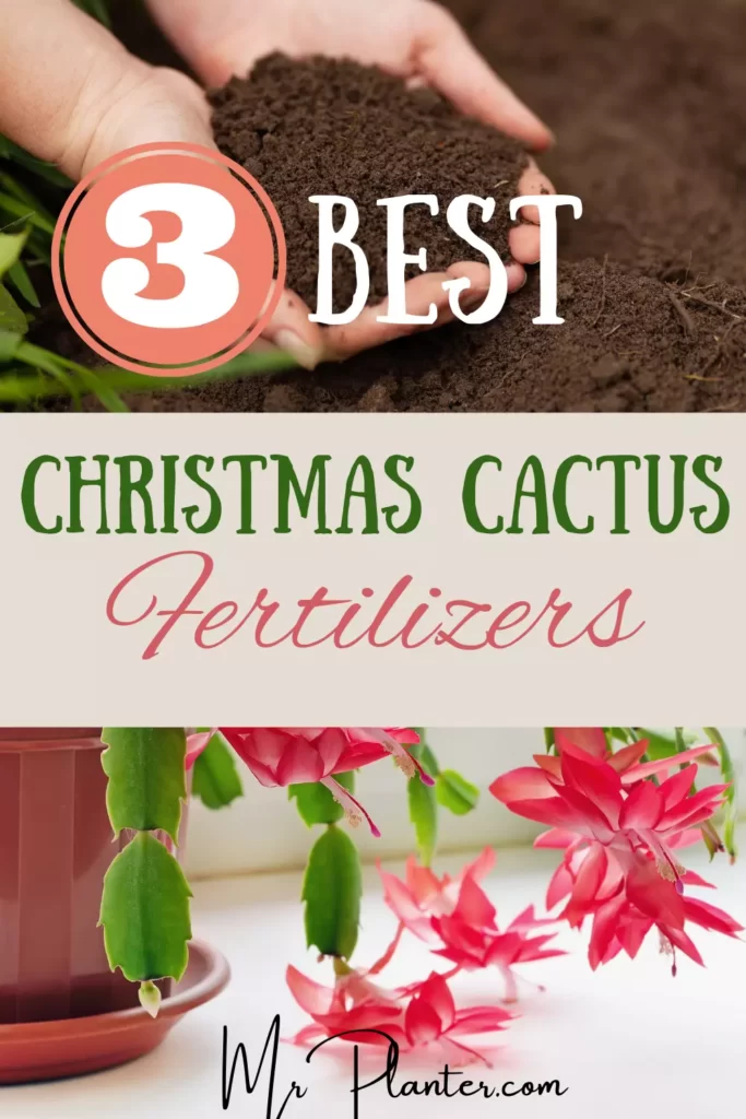 best Fertilizer for Christmas Cactus Pin