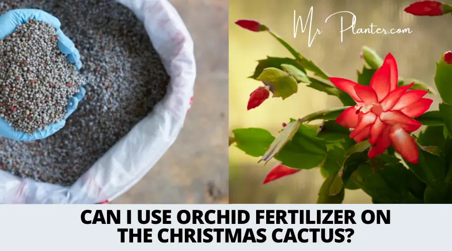 can i use orchid fertilizer for christmas cactus