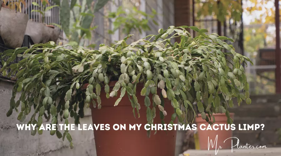 Why Leaves on My Christmas Cactus Limp