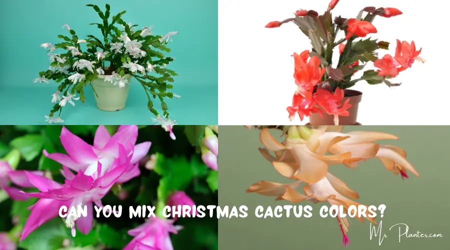 Can You Mix Christmas Cactus Colors?