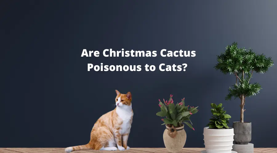 Are Christmas Cactus Poisonous to Cats