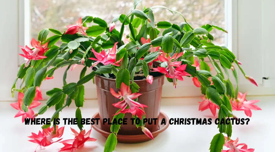 Where Is the Best Place to Put a Christmas Cactus