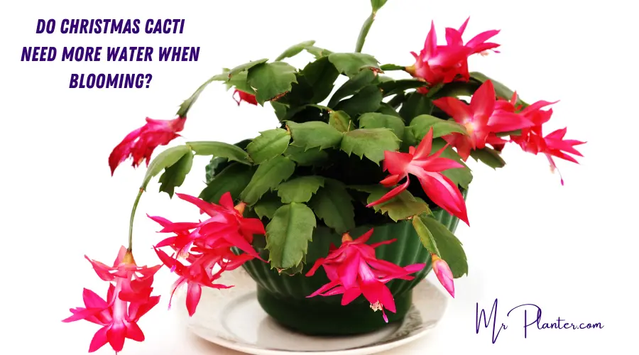 Do Christmas Cactus Need More Water when Blooming?