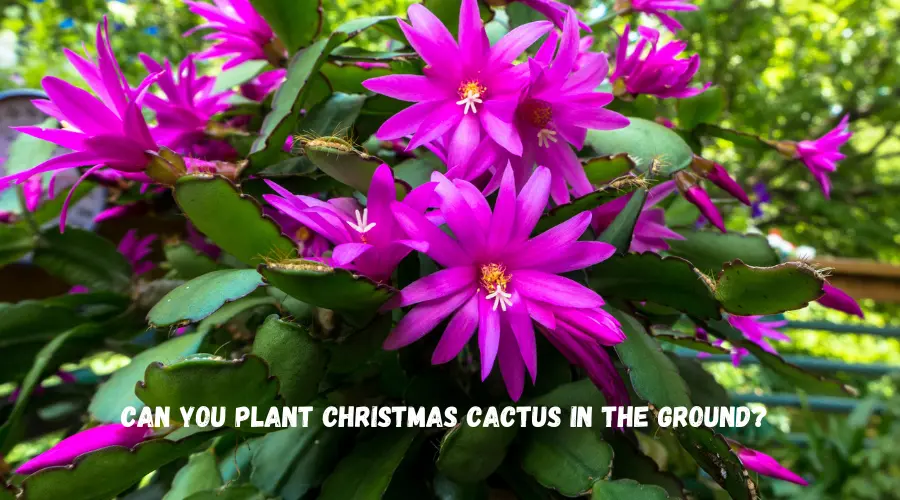 Can You Plant Christmas Cactus in The Ground