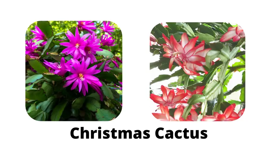 Christmas Cactus