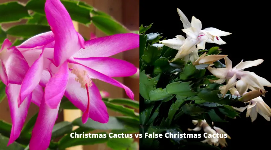 False Christmas cactus Vs Christmas cactus (Differences!)