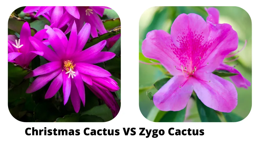 Zygo Cactus vs Christmas Cactus