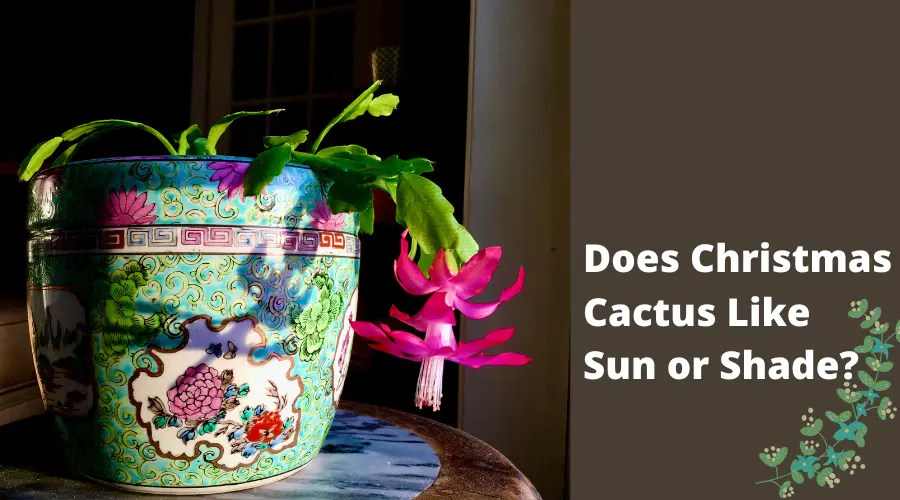 Does Christmas Cactus Like Sun or Shade? (SUN BUT…!)