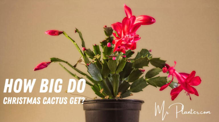 How Big Do Christmas Cactus Get