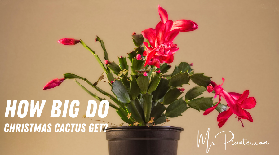 How Big Do Christmas Cactus Get? (Know This FIRST!)