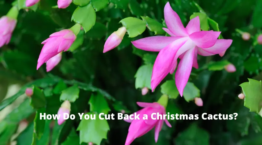 How Do You Cut Back a Christmas Cactus? (EXPLAINED!)