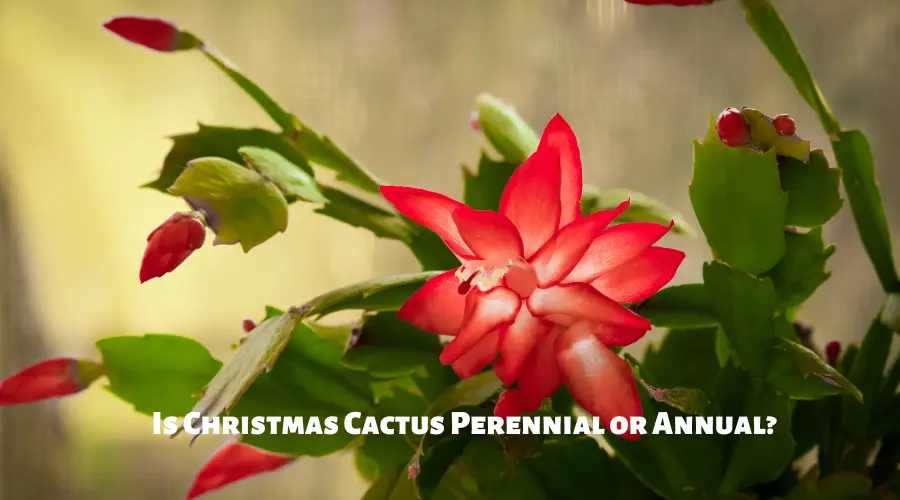 Is Christmas Cactus Perennial or Annual?